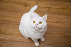 sitting British Shorthair