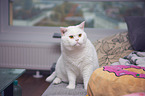 sitting British Shorthair