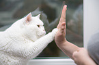 British Shorthair gives paw