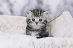 British Shorthair Kitten