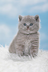 British Shorthair Kitten