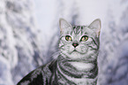 British Shorthair Portrait