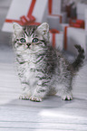 British Shorthair Kitten