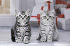 British Shorthair Kitten