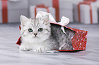 British Shorthair Kitten