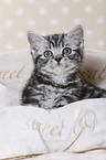 British Shorthair Kitten