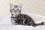 British Shorthair Kitten