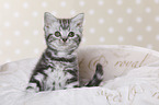 British Shorthair Kitten