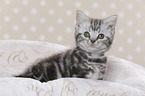 British Shorthair Kitten