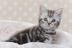 British Shorthair Kitten