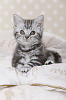 British Shorthair Kitten