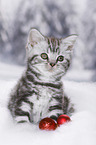 British Shorthair Kitten