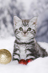 British Shorthair Kitten