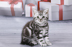 British Shorthair Kitten