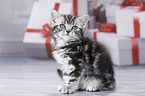 British Shorthair Kitten