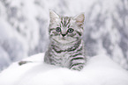 British Shorthair Kitten