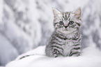 British Shorthair Kitten