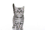 British Shorthair Kitten