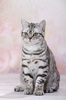 young British Shorthair