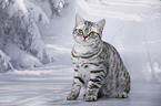 young British Shorthair