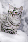 young British Shorthair