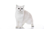 young British Shorthair