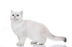 young British Shorthair