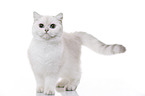 young British Shorthair