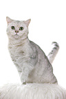 sitting British Shorthair