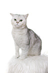 sitting British Shorthair