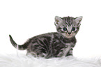 British Shorthair Kitten