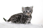 British Shorthair Kitten