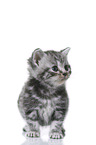 British Shorthair Kitten