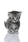 British Shorthair Kitten