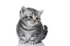 British Shorthair Kitten