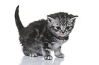 British Shorthair Kitten