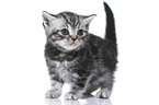 British Shorthair Kitten