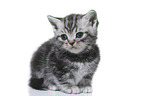 British Shorthair Kitten