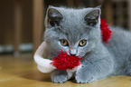 British Shorthair Kitten