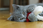 British Shorthair Kitten