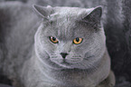 British Shorthair Portrait