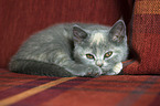 British Shorthair Kitten