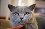 lying British Shorthair