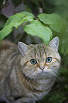 British Shorthair Portrait