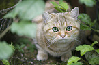 lying British Shorthair