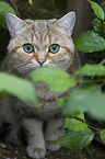 sitting British Shorthair