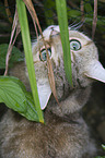 British Shorthair Portrait