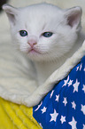 British Shorthair kitten