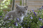 British Shorthair kitten