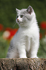 sitting British Shorthair Kitten